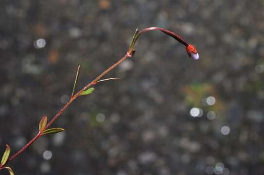 Image of Dahurian Willowherb