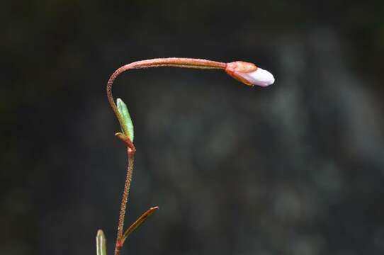 Image of Dahurian Willowherb