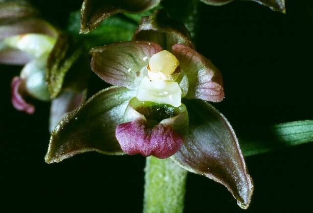 Image of Epipactis helleborine subsp. neerlandica (Verm.) Buttler