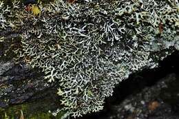 Image of Brownish monk's-hood lichen