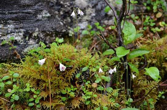 Image of twinflower