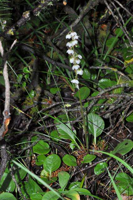 Image of Wintergreen