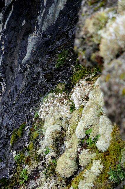 Imagem de Saxifraga cotyledon L.