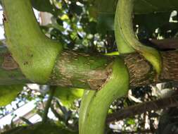 Image of Sonchus brassicifolius S. C. Kim & Mejías