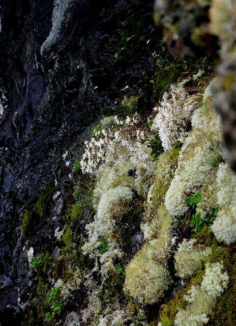 Imagem de Saxifraga cotyledon L.