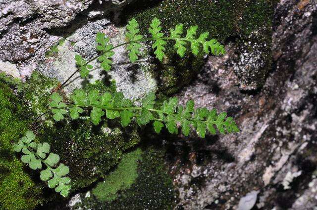 Image of Lady ferns and brittle ferns