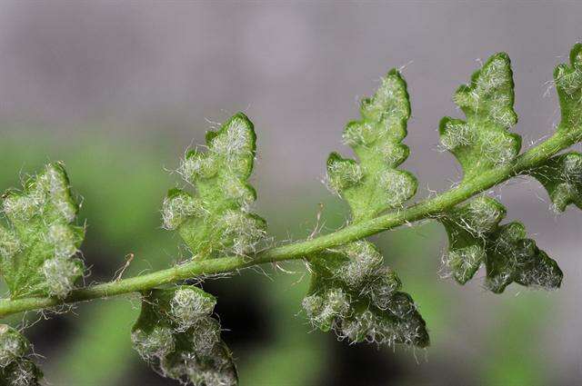 Image of Lady ferns and brittle ferns