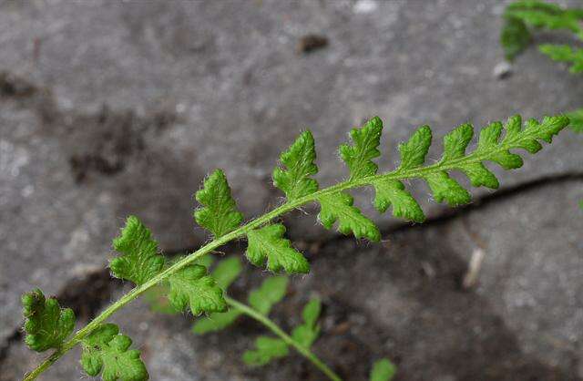 Image of Lady ferns and brittle ferns