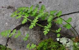 Image of Lady ferns and brittle ferns