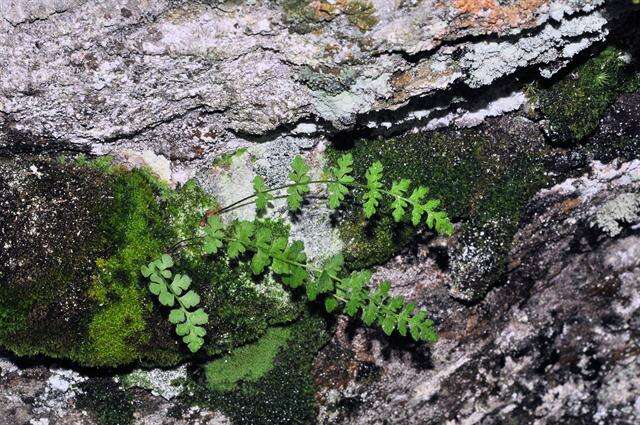 Image of Lady ferns and brittle ferns