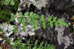 Image of Lady ferns and brittle ferns