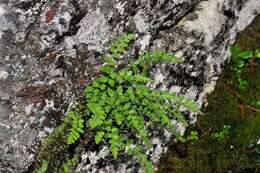 Image of Lady ferns and brittle ferns