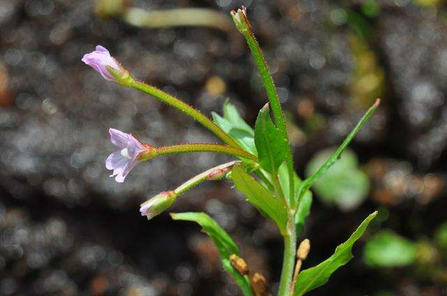 Image of Hornemann's Willowherb