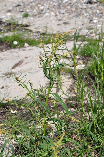 Image of Grass-leaved orache