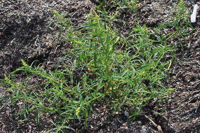 Image of Grass-leaved orache