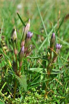 Image of Dune gentian