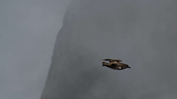 Image of Brown Skua