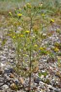 Image of sticky groundsel