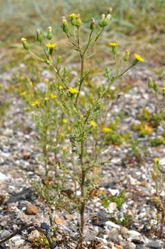 Image of sticky groundsel