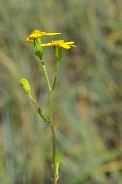 Image of Senecio vulgaris subsp. denticulatus (O. F. Mueller) P. D. Sell