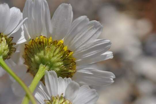 صورة Tripleurospermum maritimum subsp. maritimum