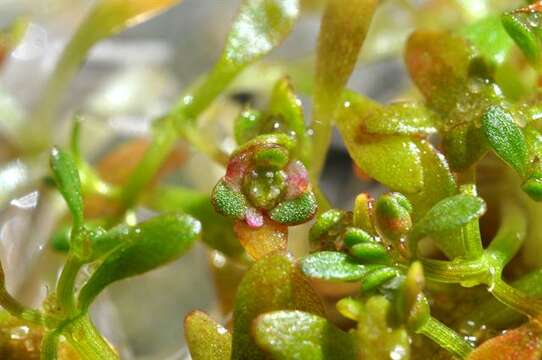 Image of waterwort