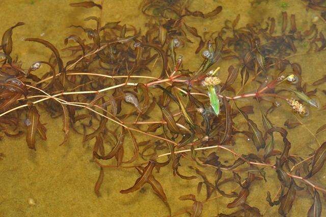 Image of Various-leaved Pondweed