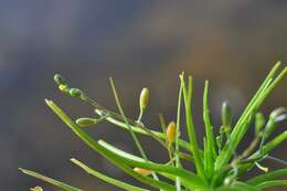 Image de Subularia