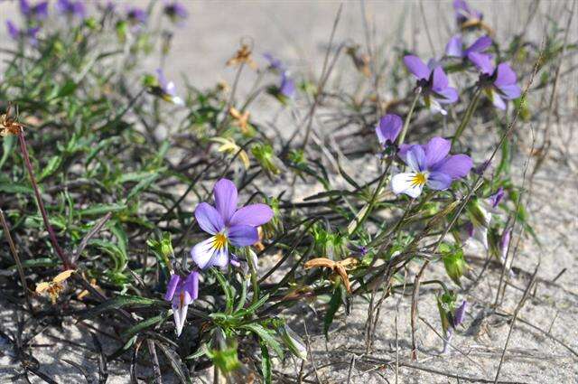 Слика од Viola tricolor subsp. curtisii (E. Forster) Syme