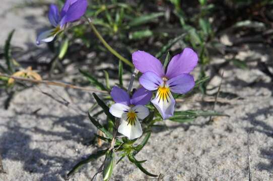 Image of Viola tricolor subsp. curtisii (E. Forster) Syme