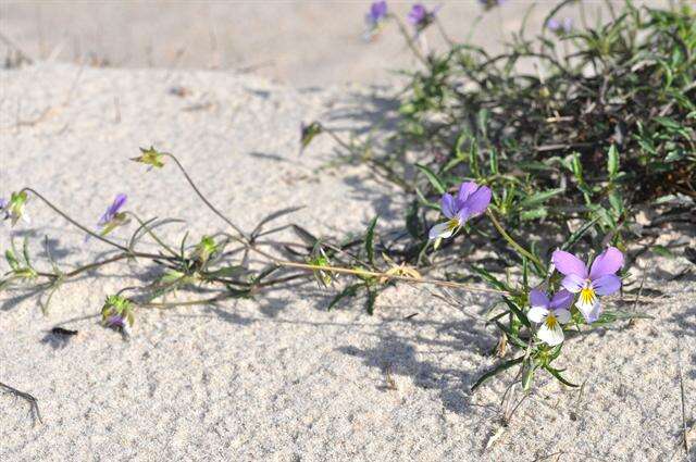 Image of Viola tricolor subsp. curtisii (E. Forster) Syme