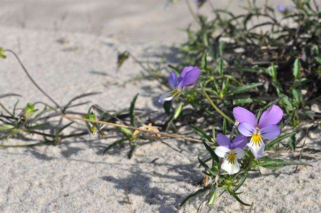 Image of Viola tricolor subsp. curtisii (E. Forster) Syme