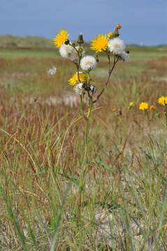 Plancia ëd Sonchus