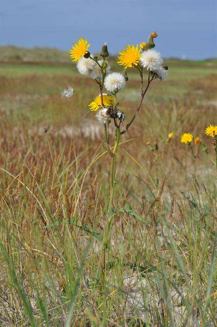 Image of sowthistle