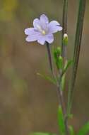 Image of marsh willowherb