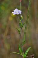 Image of marsh willowherb