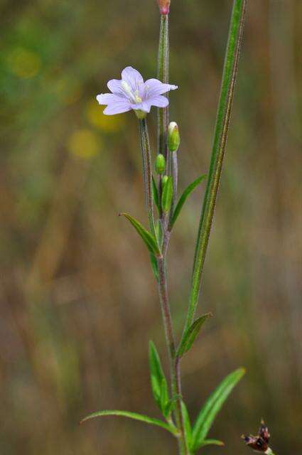 Image of marsh willowherb