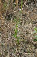 Image of marsh willowherb