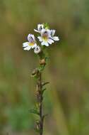 Imagem de Euphrasia arctica Lange ex Rostrup