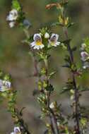 Imagem de Euphrasia arctica Lange ex Rostrup