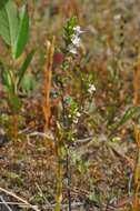 Imagem de Euphrasia arctica Lange ex Rostrup