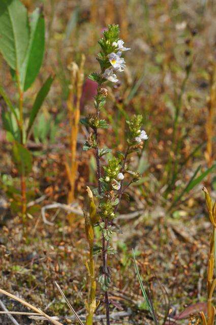 Imagem de Euphrasia arctica Lange ex Rostrup