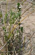 Imagem de Euphrasia arctica Lange ex Rostrup