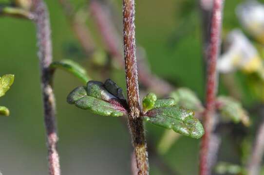 Imagem de Euphrasia arctica Lange ex Rostrup