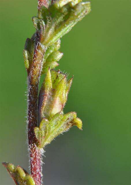 Imagem de Euphrasia arctica Lange ex Rostrup