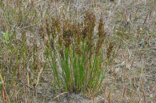 Imagem de Juncus anceps La Harpe