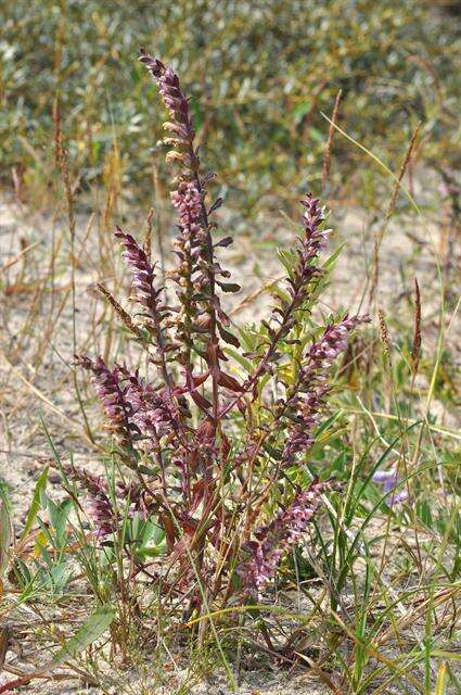 Image of False Bartsia