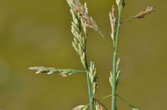 Image of Alkali or Salt Grasses