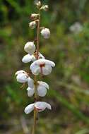 Plancia ëd Pyrola rotundifolia subsp. rotundifolia