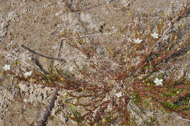 Image of knotted pearlwort